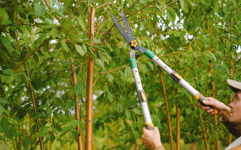 Tree trimming in Saugerties, NY